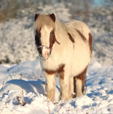 shetlandpony